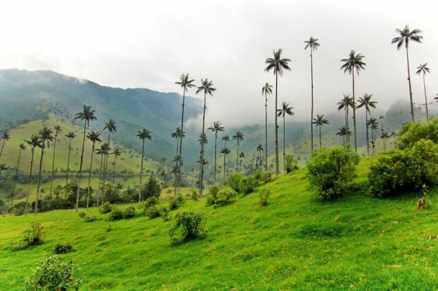 Paisaje del Eje Cafetero