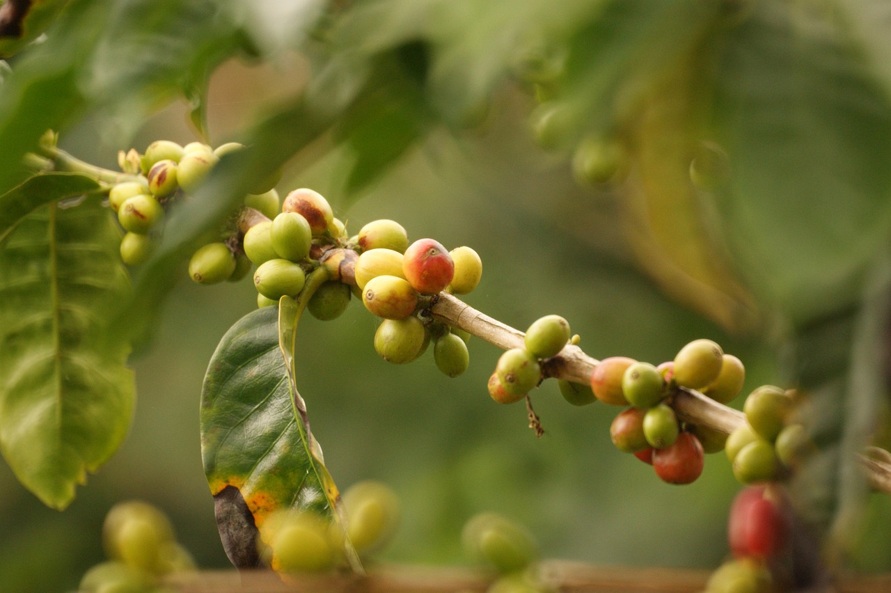 Paisaje del Eje Cafetero con montañas y cafetales