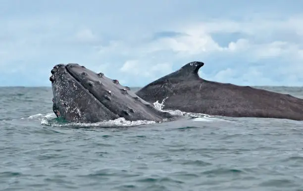 Ballena jorobada en el Pacífico Colombiano