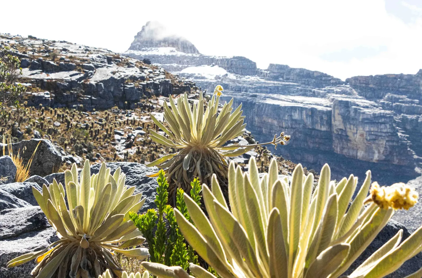 Nevados y páramo del Parque Nacional Natural El Cocuy