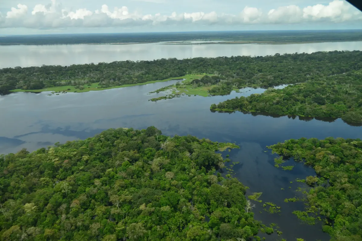 Delfines rosados en el río Amazonas