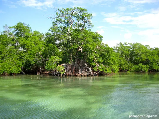 Recorrido en canoa por manglares del Pacífico colombiano